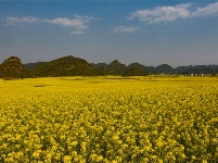 图集丨云南罗平：油菜花开 春色无边