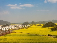 图集丨云南罗平：油菜花开 春色无边