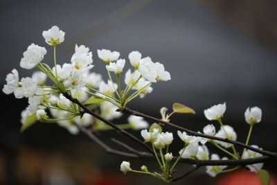 春来梨花别样美