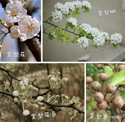 玉溪人餐桌上的春天