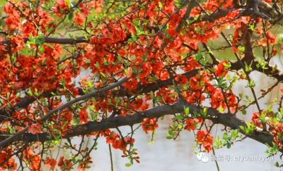 春暖花开，洱源的这份赏花地图请您收藏