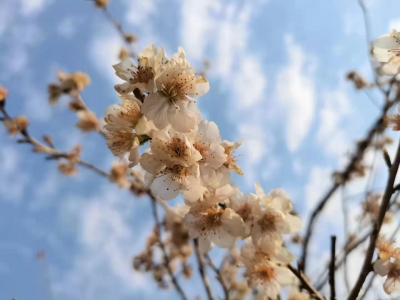 乡村游｜保山昌宁：白色樱花开正艳 美了乡村富了民