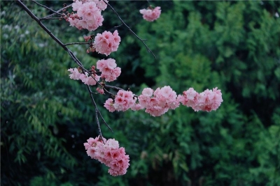 图集|去圆通山 奔赴一场樱花之约