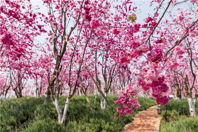   花朝节之樱花季   古滇邀您来赏花