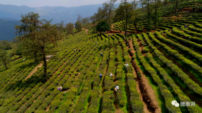 大理南涧县打造无量山藏茶谷，加快茶旅融合发展