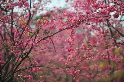 新平县2021年樱花节将于3月12日启幕，无限春光待你来赏
