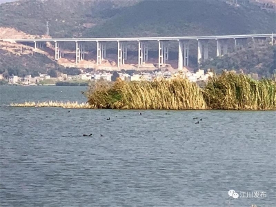 COP15丨玉溪星云湖：湖清水净  候鸟聚集