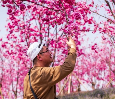   花朝节之樱花季   古滇邀您来赏花