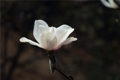阳春三月 大理漕涧分水岭滇藏木兰花正艳