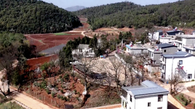 玉溪春色 | 江川区：鸟语枝头报春来，花香飘散醉小田