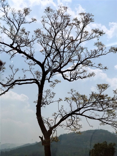 镜头里的树