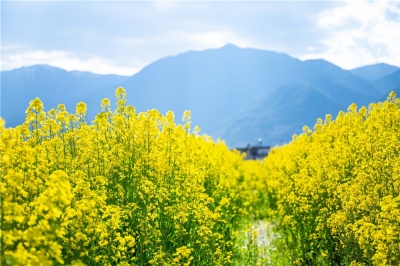 大数据显示：“赏花经济”激活春季旅游消费