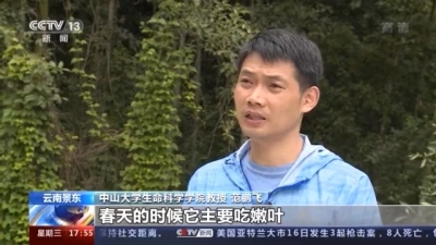 可可爱爱！云南景东自然保护区内近距离拍摄到印支灰叶猴活动画面
