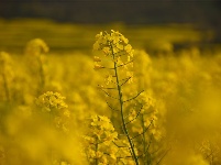 图集丨云南罗平：油菜花开 春色无边