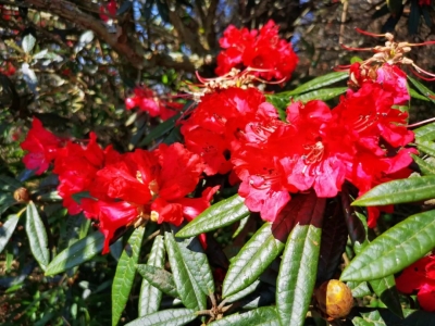 玉溪春色 | 元江阿朴迷楚神山马缨花如约盛开