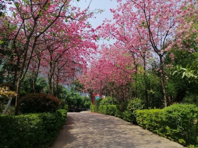 楚雄永定河畔春色美