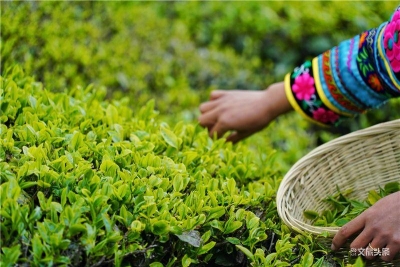 数据一览 | 总观看量超1亿！中国·双柏2021彝族虎文化节“云上旅游”网红直播引爆全网