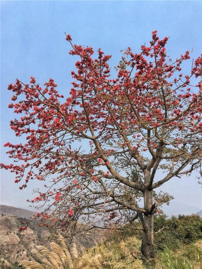 镜头里的树