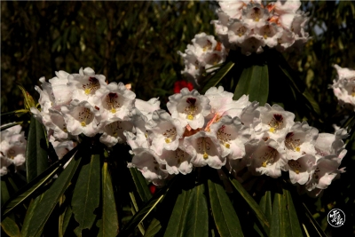 云南彝良小草坝生态旅游区杜鹃花开春意浓 踏青赏花正当时