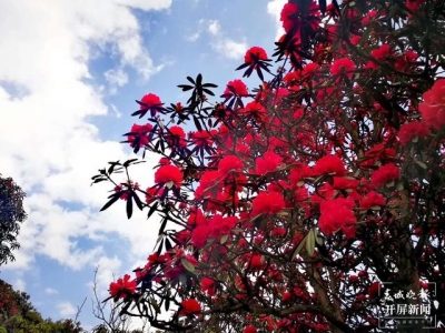 与山花有约！曲靖东山万亩杜鹃花开正艳
