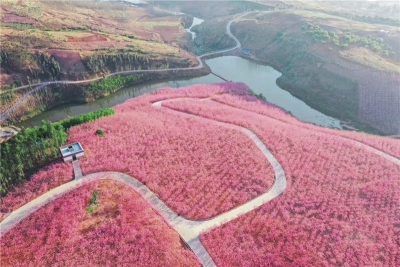 云南这片樱花上热搜了，你去过了吗？