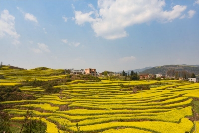 图集丨云南罗平：油菜花开 春色无边