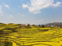 图集丨云南罗平：油菜花开 春色无边