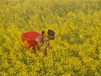 图集丨云南罗平：油菜花开 春色无边