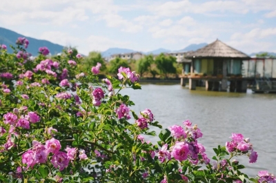 明天启幕！来丽江千古情景区过“花痴节”