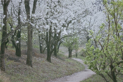天青色等烟雨，我在个旧加级寨梨花谷等你……