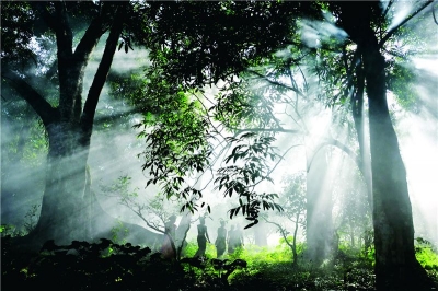 三月，想带你去看看春天的茶山