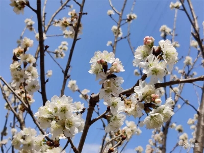 玉溪春色丨通海杞麓湖畔：“梅花朵朵娇，花桩百样殊”