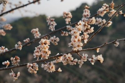 乡村游｜保山昌宁：白色樱花开正艳 美了乡村富了民