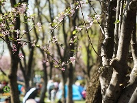 图集 | 西华公园海棠花开正盛
