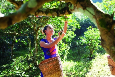 三月，想带你去看看春天的茶山