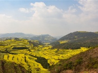 图集丨云南罗平：油菜花开 春色无边