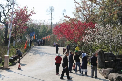 玉溪新平“樱花节”正式启动，似锦繁花邀你赴约！