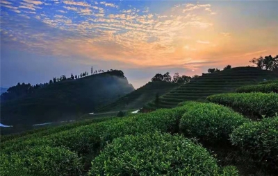 普洱茶山地图出炉，余秋雨笔下的“极端之美”找到啦！