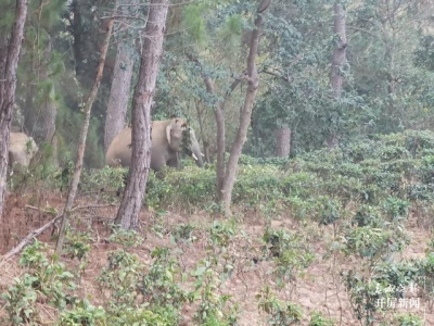 亚洲象到达墨江县北回归线标志园景区，北标园临时闭园
