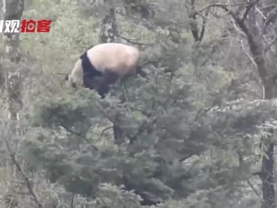 场面激烈！青川唐家河两只野生大熊猫树上打斗求偶