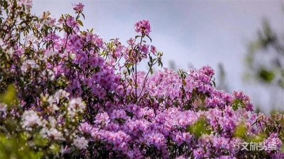 【五一游玉溪】澄江：梁王杜鹃满山坡 登山赏花正当时