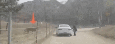惊险！游客在猛兽区下车，旁边就是老虎…网友：放过老虎吧！动物园回应