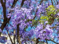 蓝花楹盛开，快来打卡昆明限定“梦幻蓝”