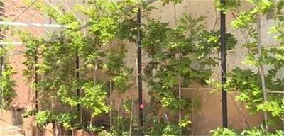 通海县兴蒙喀卓百花巷：百花盛开扮美传统古村落