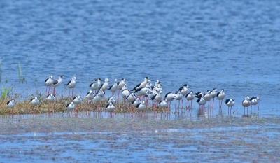 COP15｜“大长腿”！51只黑翅长脚鹬迁徙过境保山青华海