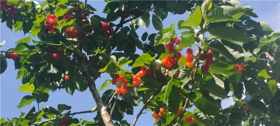 红河这个地方的樱桃甜过初恋 周末约起来！