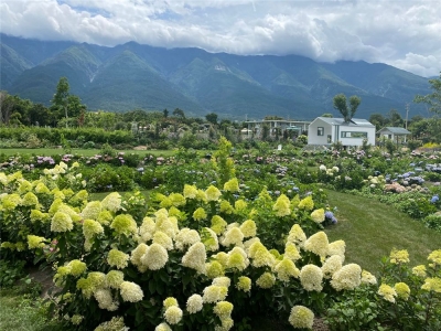 两万多种植物和鲜花浪漫生长 大理苍山脚下这座美学花园太惊艳！