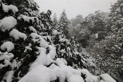 清明时节雪纷飞   走，开启轿子雪山赏雪模式！