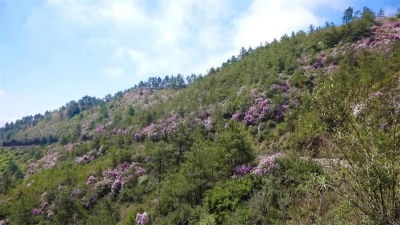 【五一游玉溪】澄江：梁王杜鹃满山坡 登山赏花正当时