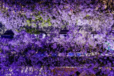 蓝花楹盛开，快来打卡昆明限定“梦幻蓝”